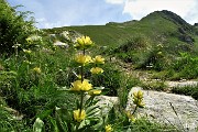40 Genziana punteggiata (Gentiana punctata) con vista in Pizzo Zerna